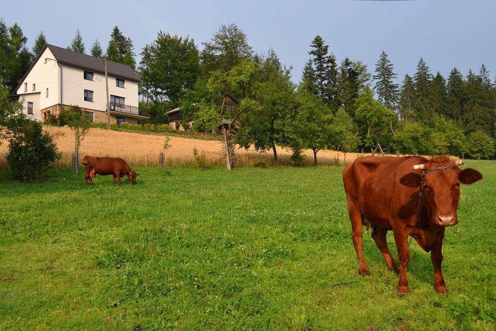 Kwatera Pod Lasem Istebna Exterior foto